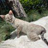 Cat lounging outdoors on white blanket.