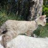 Cat exploring outdoors near pine tree.