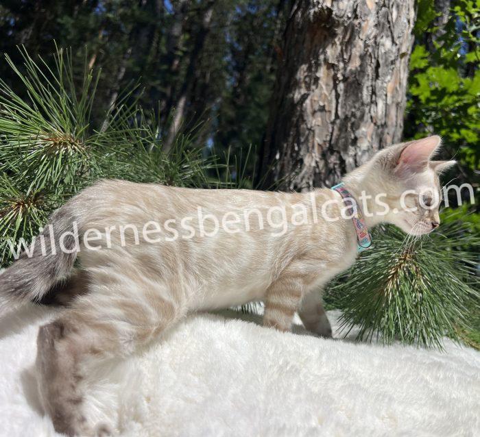 Cat walking near tree and pine branches.