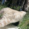 Cat climbing a tree in sunlight.