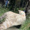 Cat exploring in a pine forest.