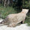 Cat exploring outdoors among pine trees.