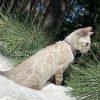 Cat exploring outdoors among pine branches.