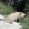 Cat exploring outdoors among pine branches.