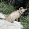 Bengal kitten exploring outdoors among pine branches.