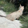 Cat exploring outdoors among green pine branches.