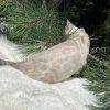 Cat exploring among green pine branches.