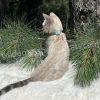 Cat sitting on fluffy surface near tree.