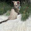 Cat sitting on fluffy white surface.
