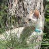 Cat with collar among trees and grass.