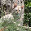 Cat exploring in a forest setting.