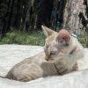 Cat lounging on a white blanket outdoors.