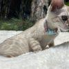 Kitten with collar on soft blanket outdoors.