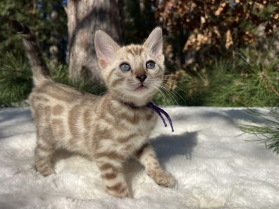 Bengal kitten standing on white blanket outdoors.