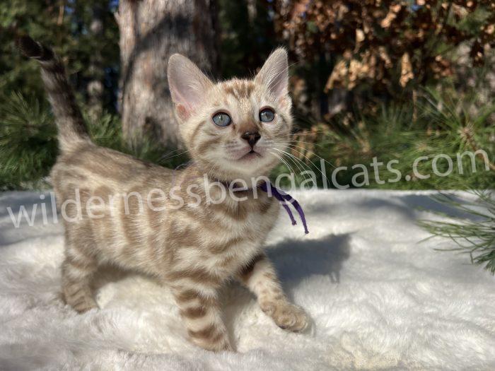 Bengal kitten standing on white blanket outdoors.