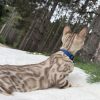 KAI ( Available ) - Image 4
