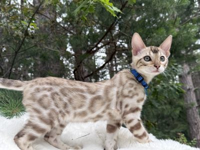 KAI ( Available )
