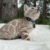 Theo - Image 8