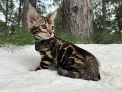 Juno