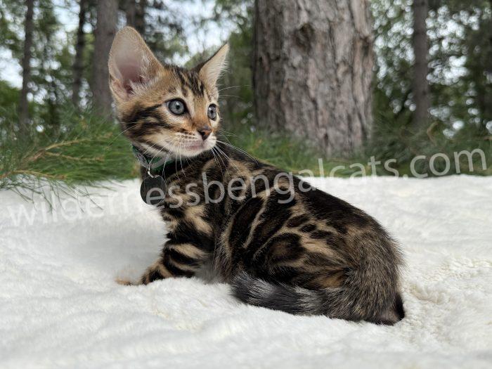 Juno