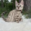 Koda - Image 11