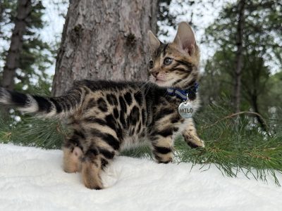 Milo