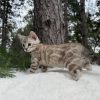 Niko ( Reserved ) - Image 10