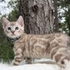 Niko ( Reserved ) - Image 11