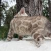 Niko ( Reserved ) - Image 12