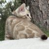 Niko ( Reserved ) - Image 6