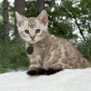 Niko ( Reserved ) - Image 7