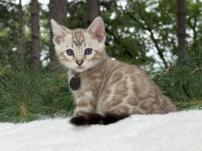 Niko ( Reserved )