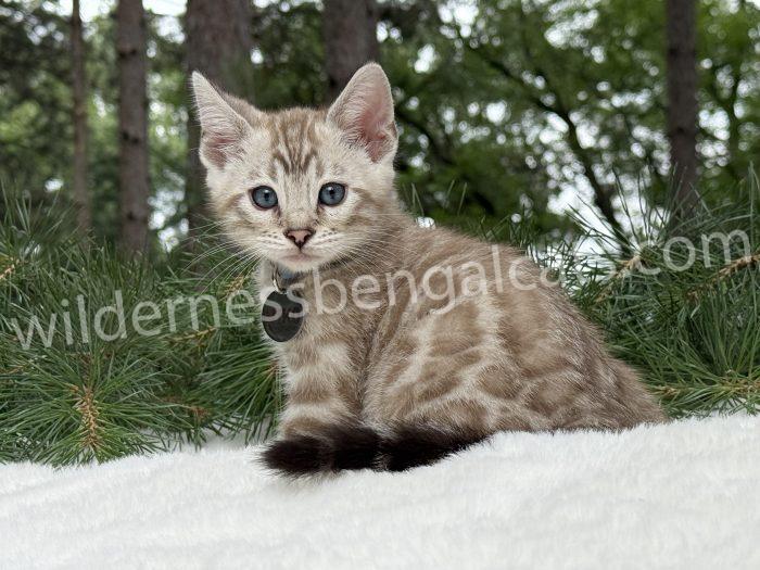 Niko ( Reserved )