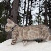 Niko ( Reserved ) - Image 5