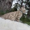 Niko ( Reserved ) - Image 4