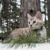 Niko ( Reserved ) - Image 3