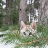 Niko ( Reserved ) - Image 2