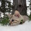 Emmie - Image 13