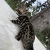 Kira - Image 7