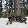 Kira - Image 5
