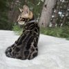 Kira - Image 12