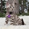 Abbie - Image 6