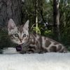 Tina - Image 11