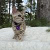Sally - Image 10
