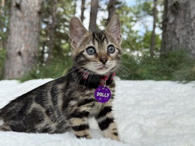 Dolly