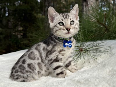 Max