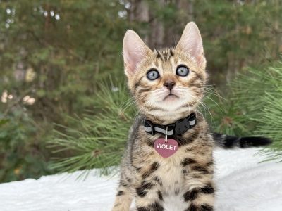 Violet ( Reserved )