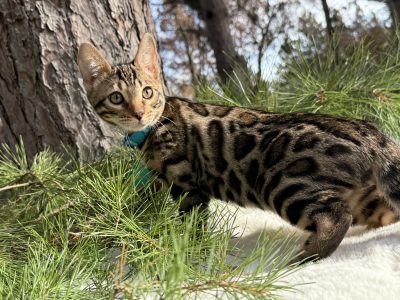 Jasper