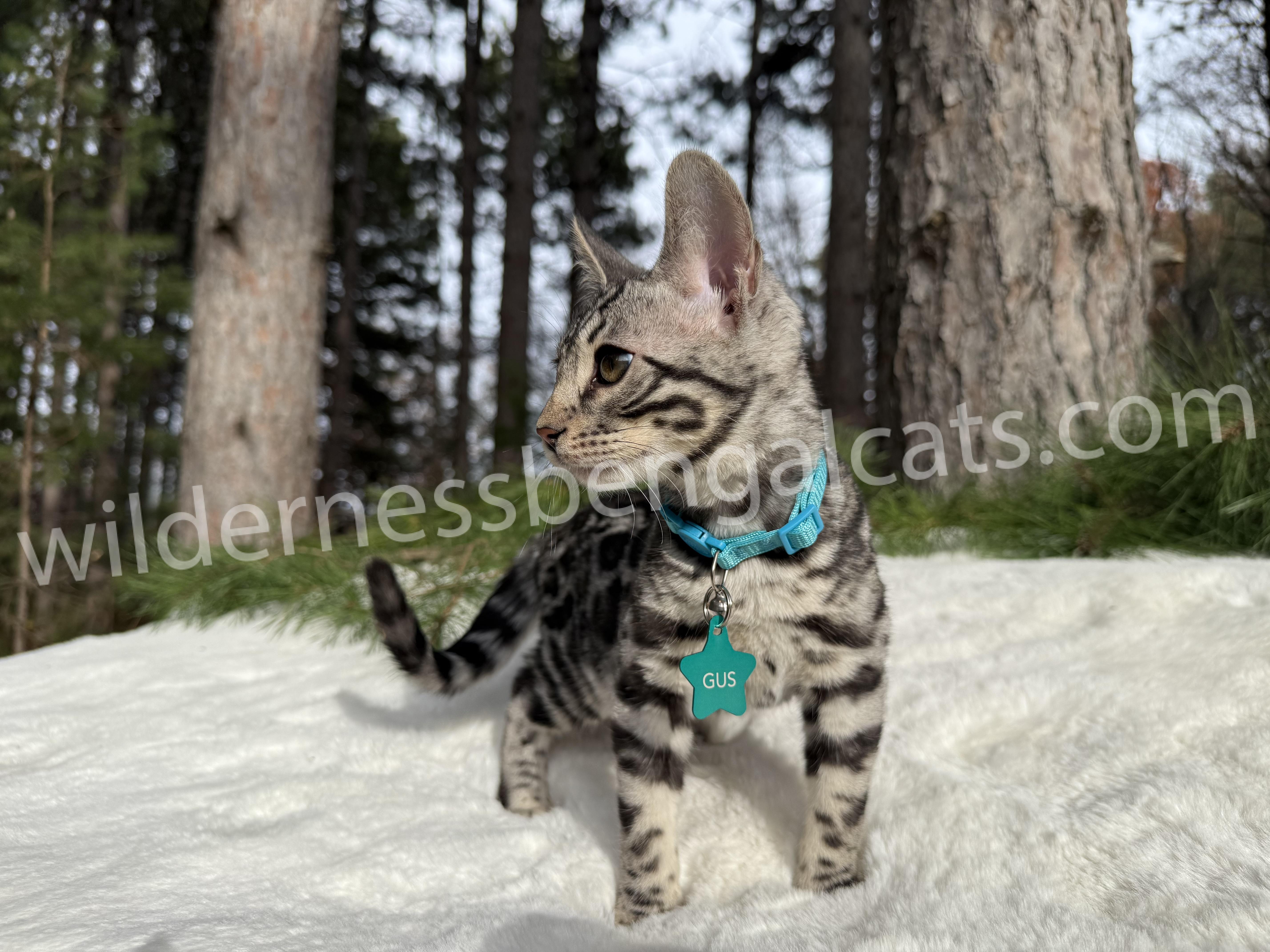 Gus ( Reserved ) - Image 15