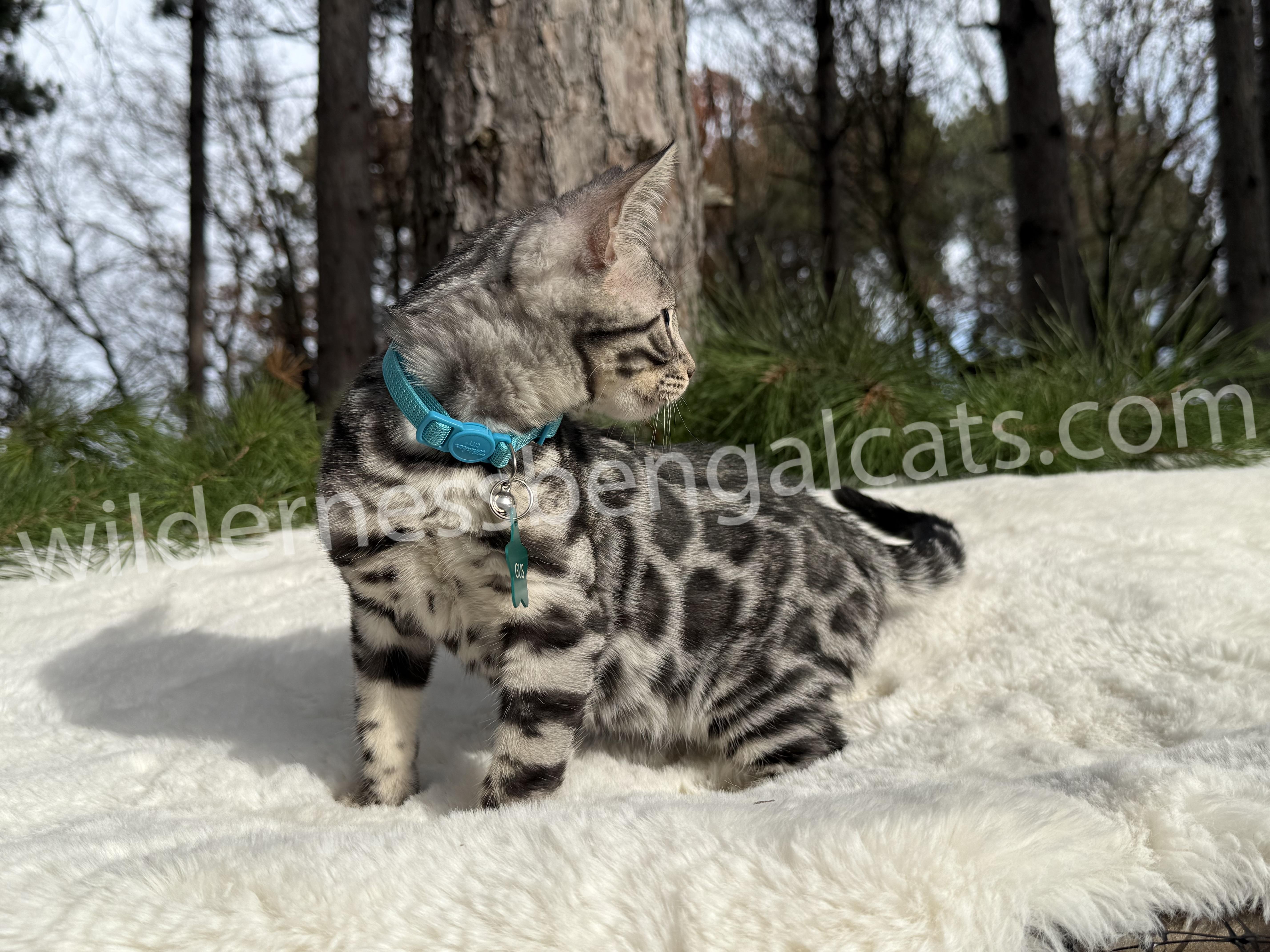 Gus ( Reserved ) - Image 13